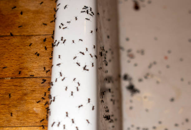 Best Best Pest Control Companies  in Lakeport, TX