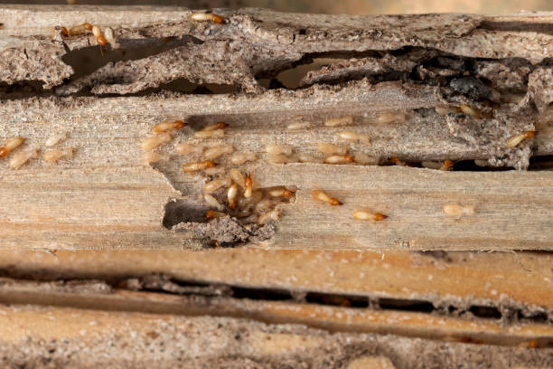 Professional Pest Control in Lakeport, TX